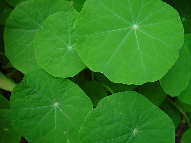 金莲花 树叶 叶子 - 上的免费照片