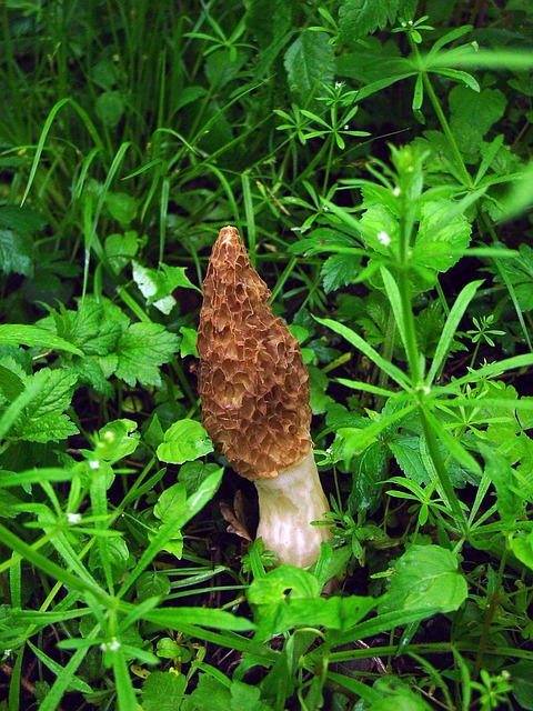 水蒸气 埃斯库伦塔 羊肚菌 - 上的免费照片