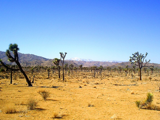 约书亚树 国家公园 自然 - 上的免费照片