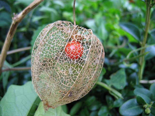 灯笼花 编织 浆果 - 上的免费照片
