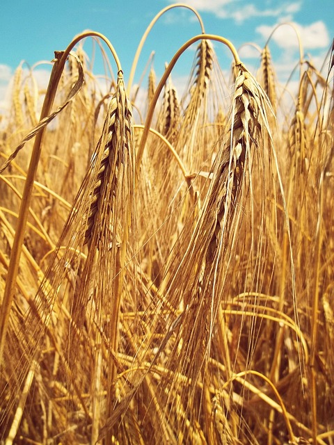 小麦 长钉 麦穗 - 上的免费照片