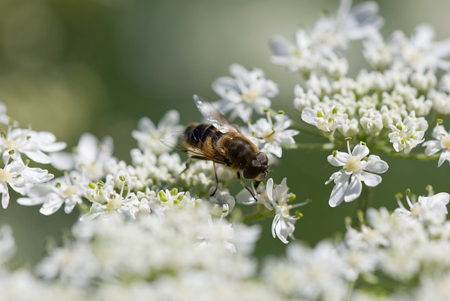 Hoverfly 花飞 开花 - 上的免费照片