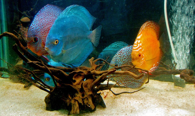 铁饼鱼 鱼 水族馆 - 上的免费照片