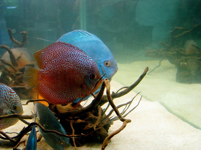 铁饼鱼 鱼 水族馆 - 上的免费照片