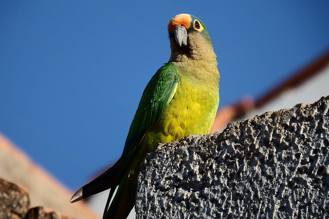 鹦鹉 金发 热带鸟类 - 上的免费照片