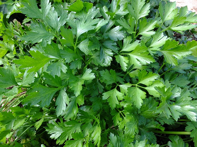 香菜 树叶 香气 - 上的免费照片