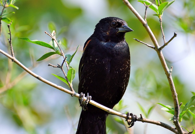 红翅黑鹂 肱骨 鸟 - 上的免费照片