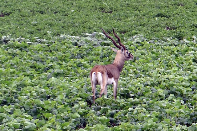 Blackbuck 鹿角羚 有蹄类动物 - 上的免费照片