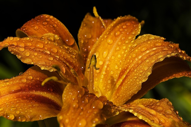百合 花 露 - 上的免费照片