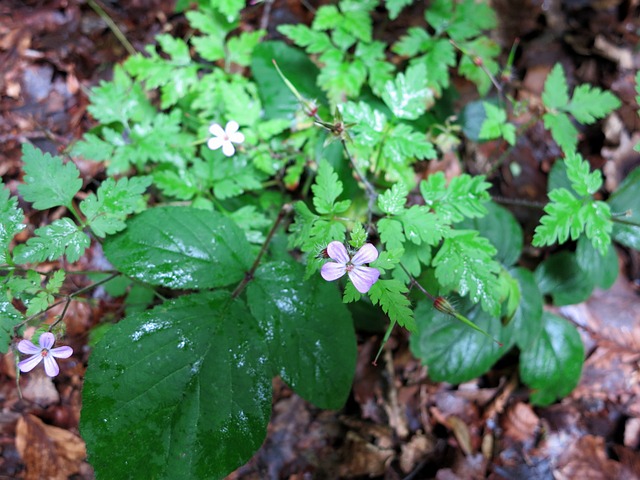 臭 Cranesbill 泡菜 草本植物 - 上的免费照片