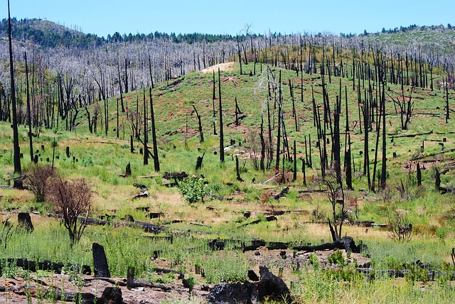 森林火灾 圣地亚哥 拉霍亚 - 上的免费照片