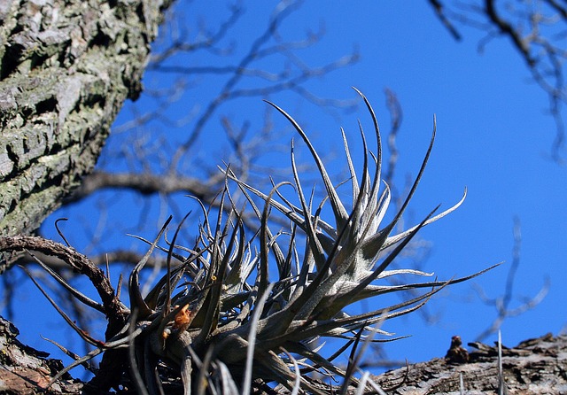 附生植物 植物 根 - 上的免费照片