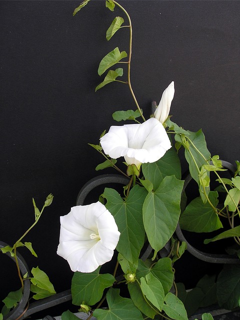 Vetches 登山者植物 开花 - 上的免费照片