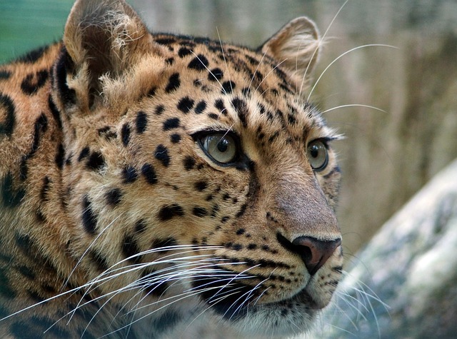 豹 远东豹 猫 - 上的免费照片