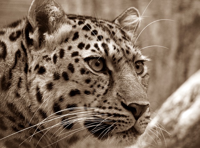 豹 动物 野生动物园 - 上的免费照片