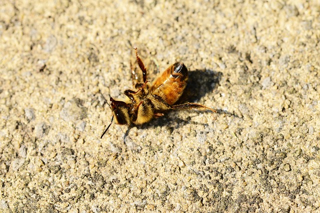 蜜蜂 垂死 工人 - 上的免费照片