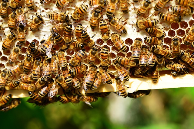 蜜蜂 昆虫 蜂巢 - 上的免费照片