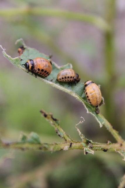 土豆 马铃薯植株 植物 - 上的免费照片