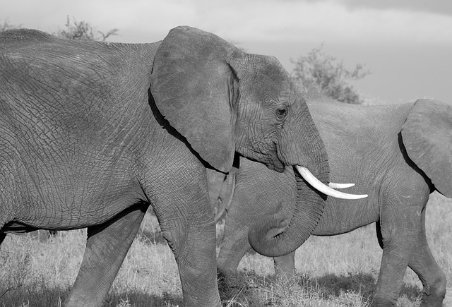 大象 动物 苹果浏览器 - 上的免费照片