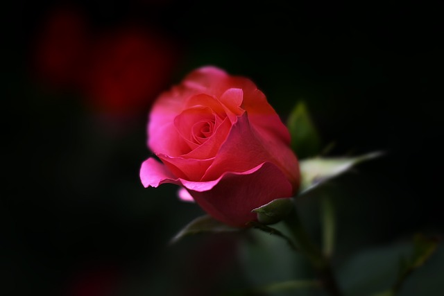 玫瑰 花 植物 - 上的免费照片