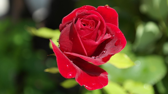 玫瑰 红色的 露 - 上的免费照片