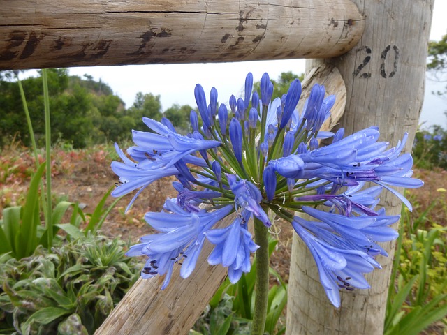 百子花 观赏百合 蓝色的 - 上的免费照片