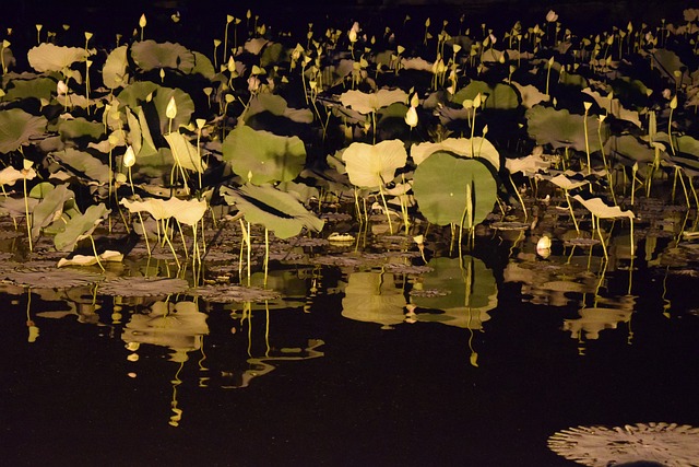莲花花瓣 大韩民国 南怡岛 - 上的免费照片
