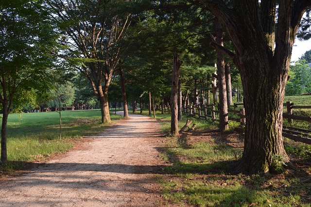 南怡岛 路 树 - 上的免费照片