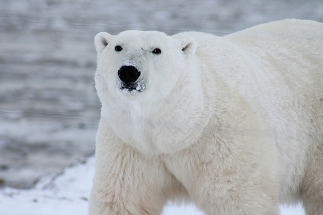 北极熊 熊 海熊 - 上的免费照片
