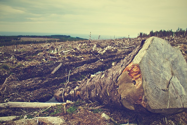 砍伐森林 森林 木头 - 上的免费照片