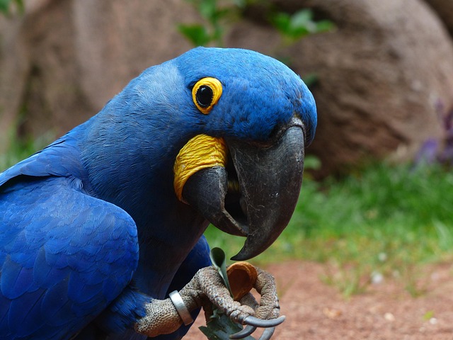 鸟 蓝金刚鹦鹉 鸟类学 - 上的免费照片
