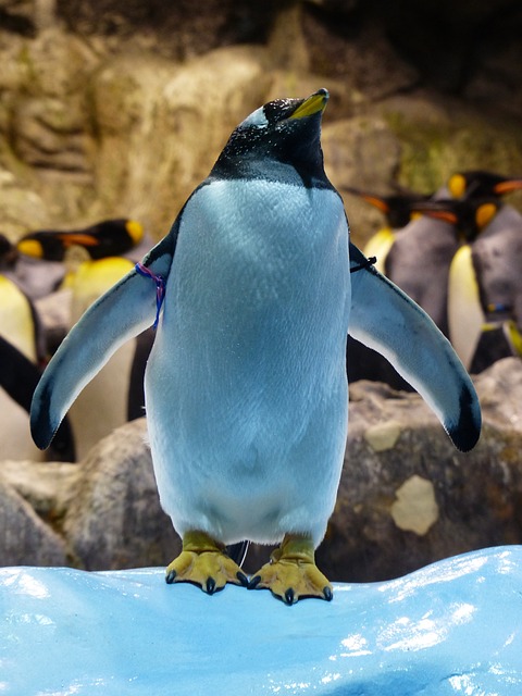 Gentoo企鹅 企鹅 细心 - 上的免费照片