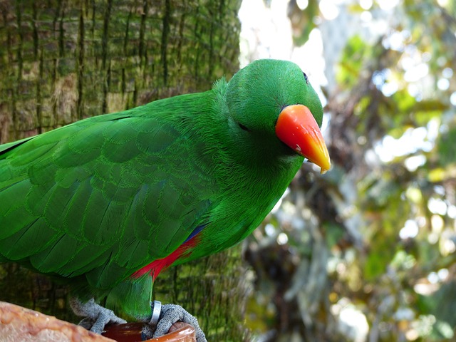 Eclectus 鹦鹉 喙 - 上的免费照片