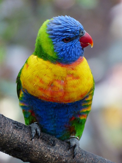 澳洲鹦鹉 萝莉 鹦鹉 - 上的免费照片