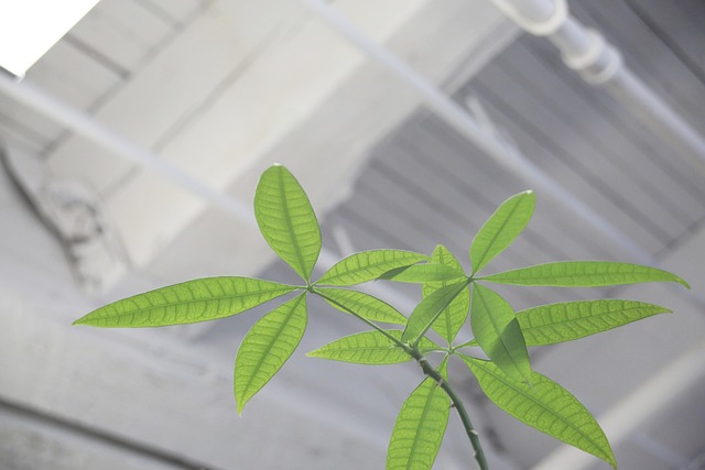 植物 树叶 在室内 - 上的免费照片