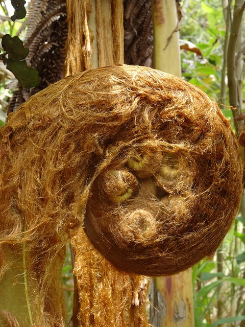 树蕨 植物 夏威夷 - 上的免费照片