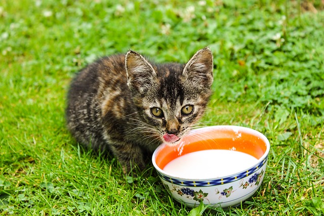 猫 宠物 小猫 - 上的免费照片
