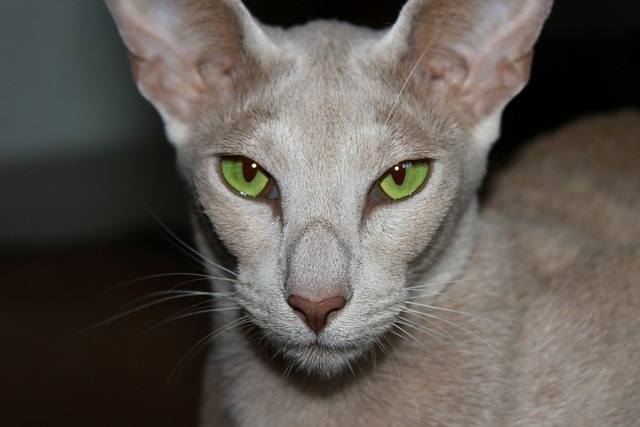 猫 绿色的眼睛 东方短毛猫 - 上的免费照片
