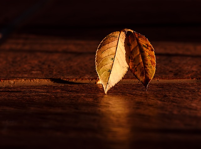 叶子 秋天 木头 - 上的免费照片
