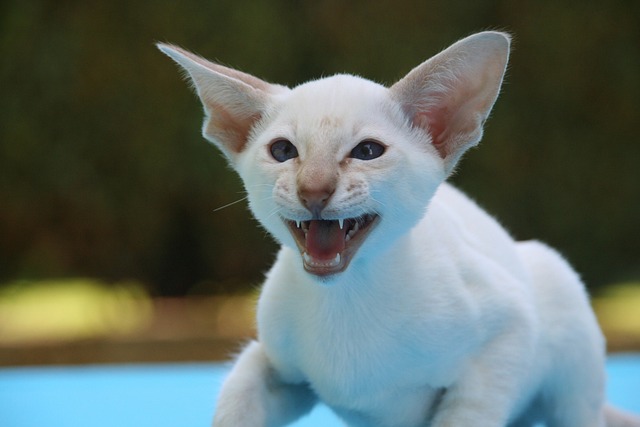 暹罗 嘶 猫 - 上的免费照片