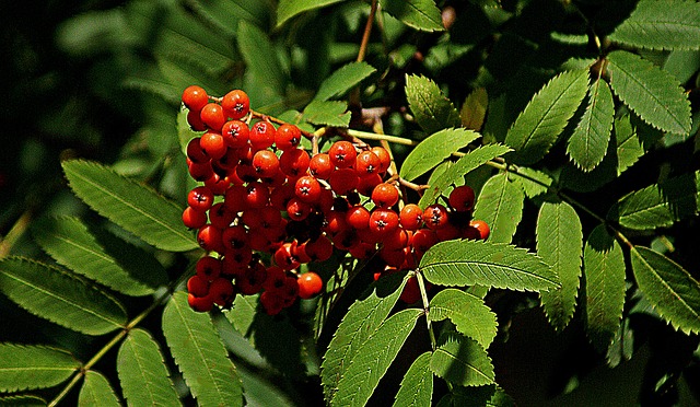 山灰 罗文果 红色水果 - 上的免费照片
