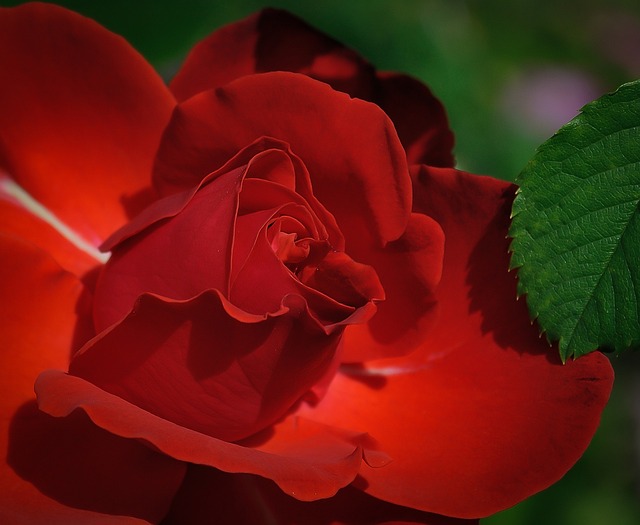 玫瑰 红色的 花 - 上的免费照片