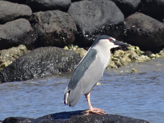 夜鹭 苍鹭 奥库乌 - 上的免费照片