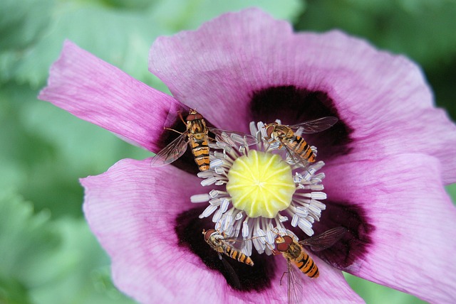 花 紫丁香 Hoverfly - 上的免费照片