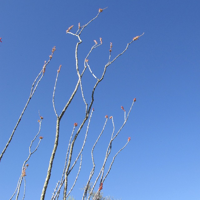富贵妃 花 奥科蒂略 - 上的免费照片