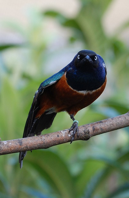 精湛史达琳 八哥 鸟 Lamprotornis - 上的免费照片