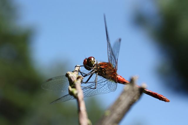 蜻蜓 昆虫 普通帕拉特卡 - 上的免费照片