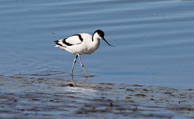Avocets 鸟 海鸟 - 上的免费照片