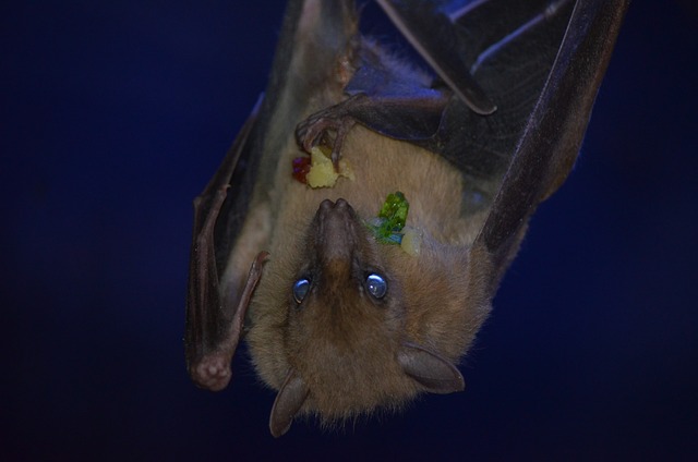 蝙蝠 飞狗 吸血 - 上的免费照片