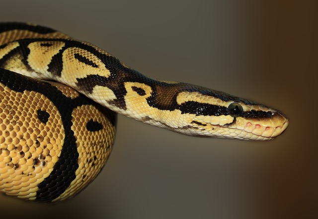 蛇 Python 动物 球 - 上的免费照片